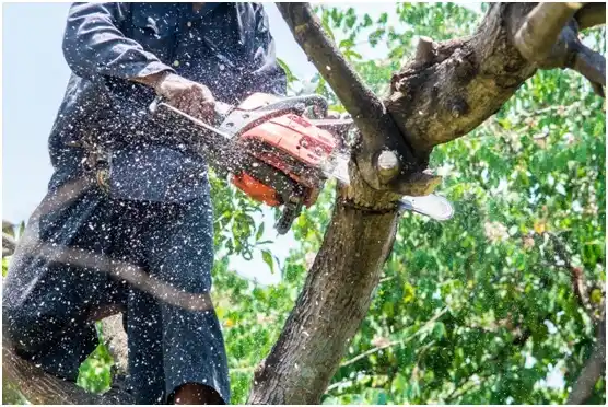 tree services Mount Jackson